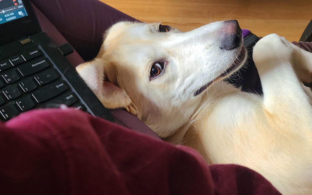 Goofy dog with brown eyes and a Mona Lisa smile lying against legs with a laptop on them