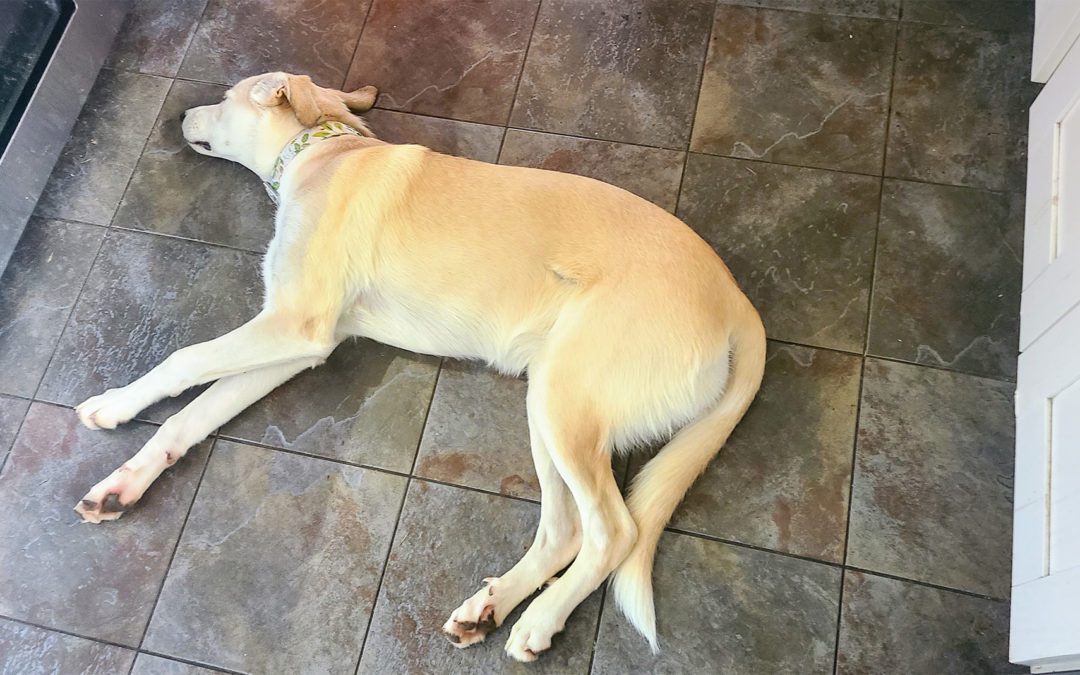 Giant fawn-colored puppy sleeping on a slate tile floor