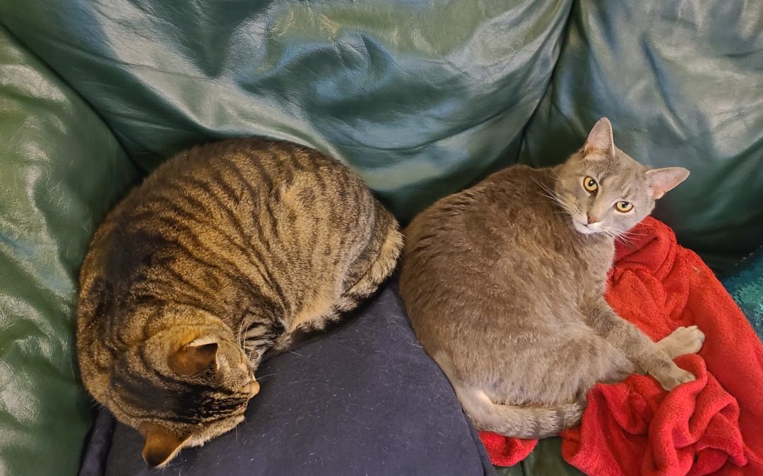 A tabby cat and a grey cat curled up peacefully on a green sofa.